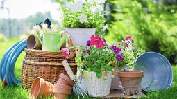 Empezó el invierno, ¿cómo debemos cuidar nuestras plantas?