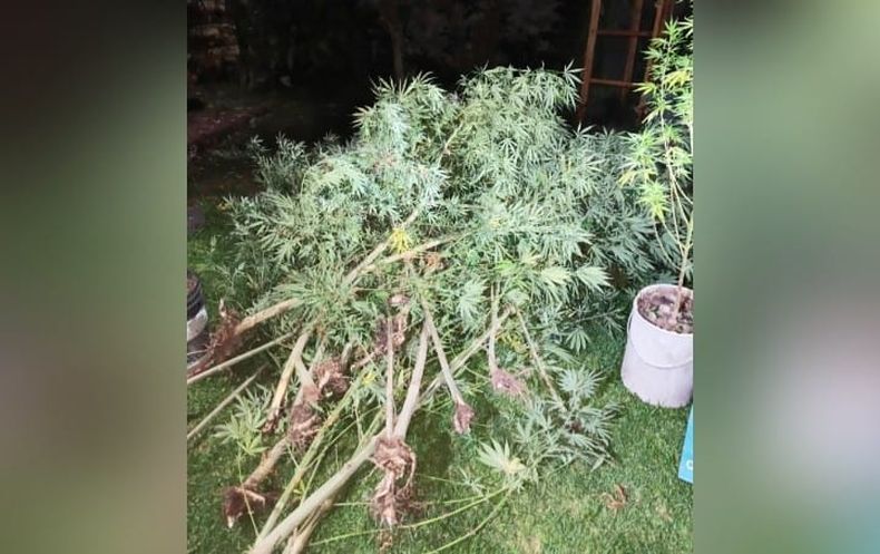 En el domicilio se hallaron 34 plantas de marihuana.&nbsp;