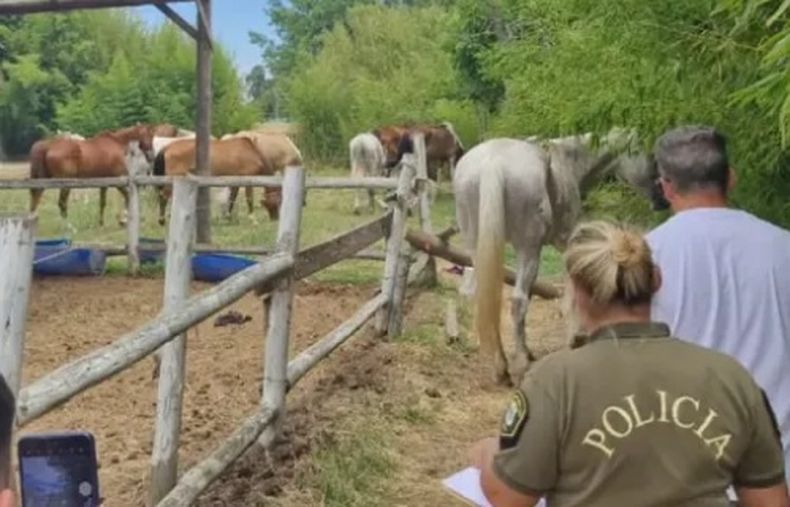 Más de 15 caballos fueron encontrados en estado de desnutrición.