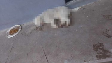 Los tres perros de la familia fueron envenenados por los ladrones.