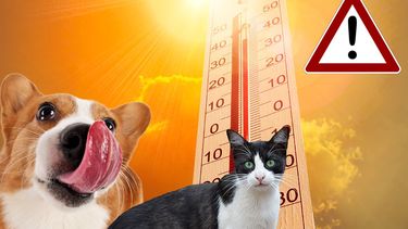 como evitar los golpes de calor en perros y gatos