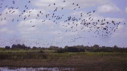 La jornada de observación de aves se realizará este domingo en la Reserva Natural. La jornada de observación de aves se realizará este domingo en la Reserva Natural.