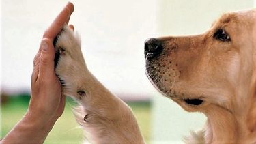 dia del animal: ¿por que se celebra el 29 de abril?