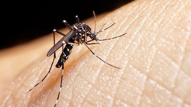 PICADURA. La invasión de mosquitos se hace sentir fuerte en Pilar.