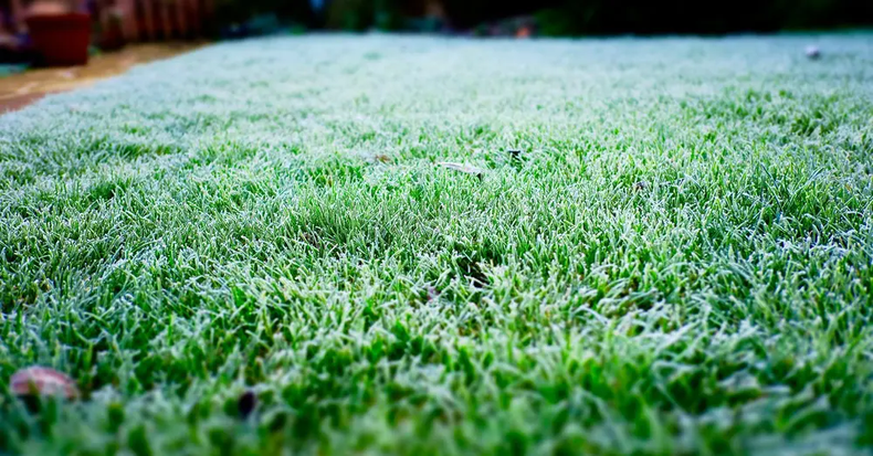 ¿Cómo cuidar el césped en invierno? (Verdecora)..png
