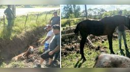 El animal fue rescatado sano y salvo..