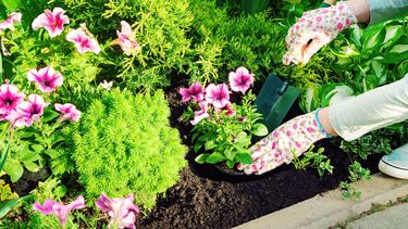 consejos para lograr plantas llenas de flores este verano