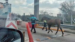 Argentina... No lo entenderías. Pagará peaje? LaPanaWeb / @lapanaweb.&nbsp; &nbsp;