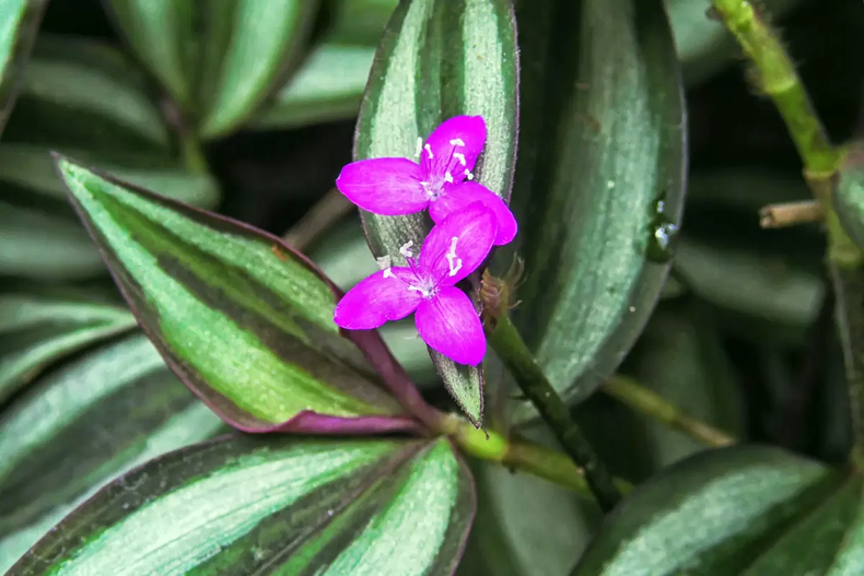 Floración de la planta amor. (portalvidalivre.com)..webp