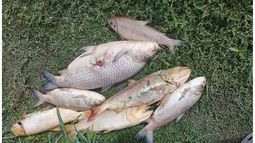 RESPUESTAS. Buscan saber la causa de la mortandad de peces en el Luján..