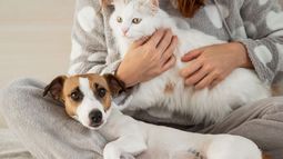 MASCOTAS: pedido para que sean parte de la familia por ley