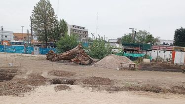 Así terminaron estos hermosos eucaliptos en la estación de José C. Paz de la línea San Martín. Eran muchos pero sin piedad los mutilaron. Ahora la estación es deprimente! Que tristeza. Martina Tejerina / @MartinaTejerina..
