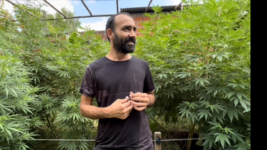 El Origen: ONG Pilarense, productora de cannabis medicinal