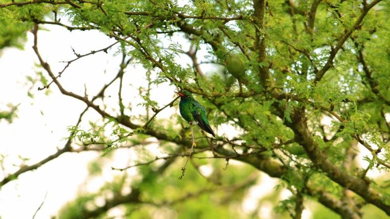 Picaflor verde común.PH Jonatan Villazuelala.