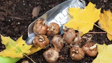 plantar bulbos en el jardin