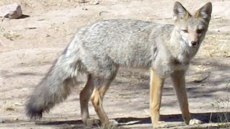 ZORRO GRIS. Especie que habita nuestra zona. Un ejemplar adulto pesa 4 kilos.