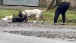 Un hombre trata de separar al pitbull del perro atacado. Un hombre trata de separar al pitbull del perro atacado.