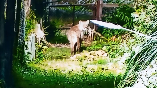 El puma fue captado por las cámaras cuando caminaba cerca del perímetro del Náutico Country Club.&nbsp;