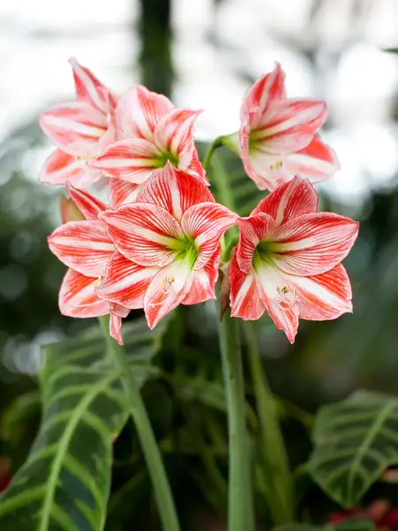 Amaryllis. (CANVA).