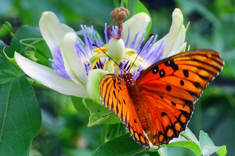 Consejos para armar tu propio jardín de mariposas urbanas. (blogspot.com)..jpg