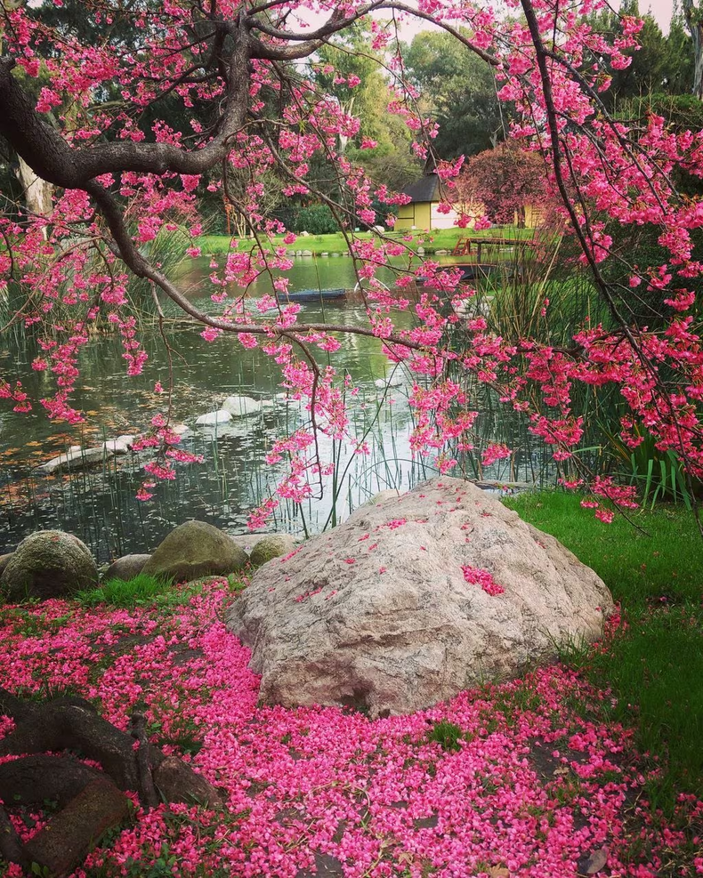 El Jardín Japonés es uno de los paseos preferidos. (Jardín Japonés).png