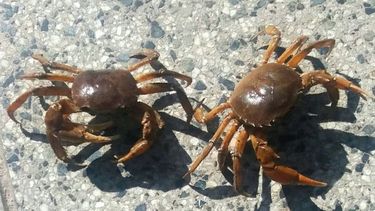 Aparecieron cangrejos en Lagomarsino
