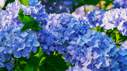 El azul se nota en el jardín