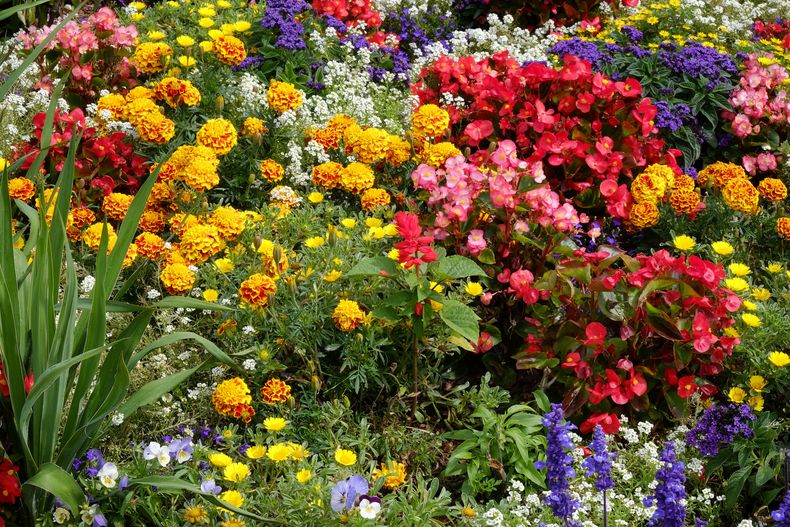 ¡La magia de la floración en primavera y verano! (fotocommunity.de)..jpg