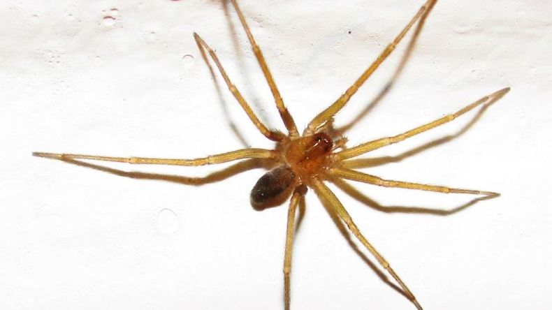 La Loxosceles o araña de rincón puede ocasionar daños graves si la lesión por su picadura no es atendida a tiempo. .