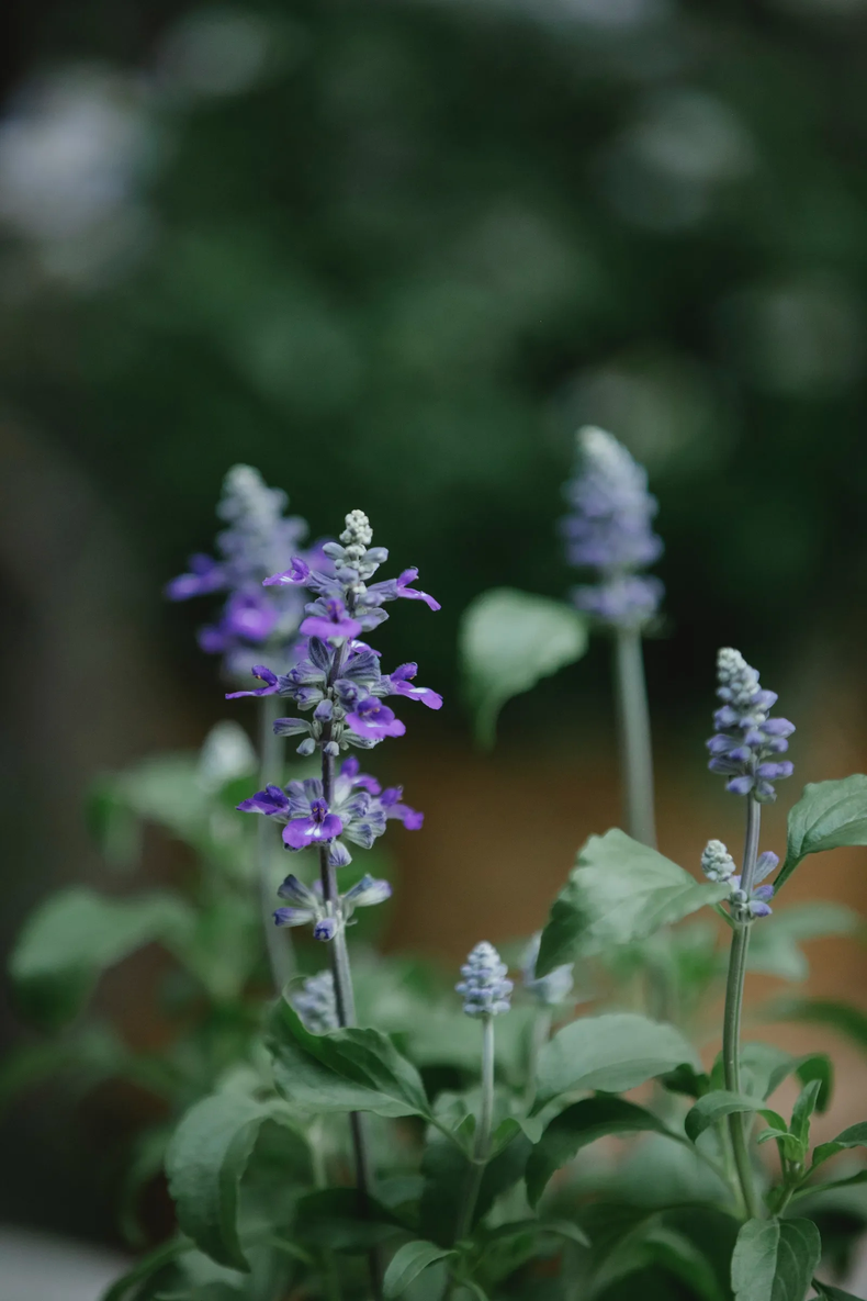 La salvia es una de las plantas más bellas y con más beneficios medicinales. (Gary Barnes/Pexels).
