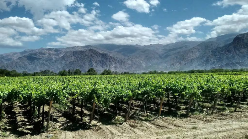 Las uvas y el vino existen gracias a que los dinosaurios. (Los Andes)..png
