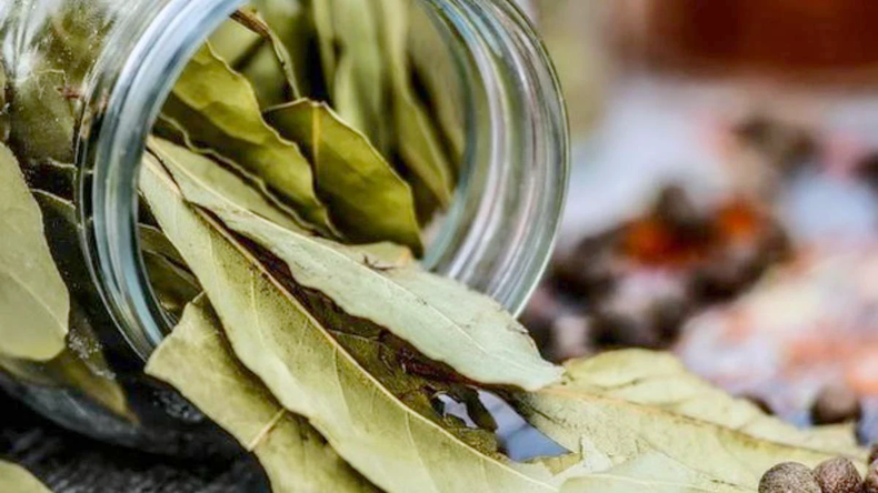 El laurel es valorado por sus múltiples beneficios. (archzine.fr)..png