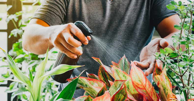 El vinagre ayuda con la ramificación y la floración..webp