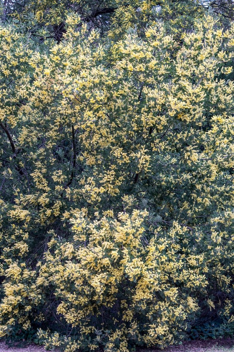 En pleno invierno, las flores de la Acacia dealbata marcan presencia. (Revista Jardín)..jpg