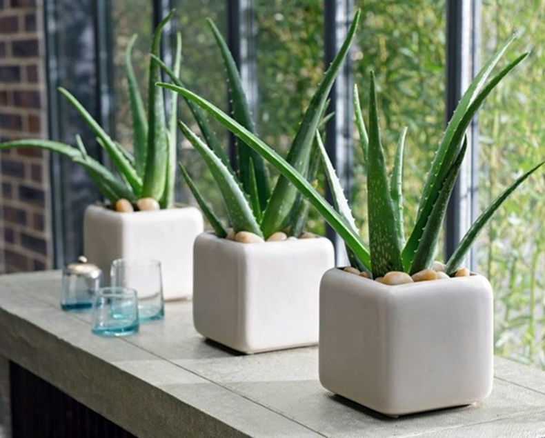 Aloe Vera. (nda.ac.uk)..png