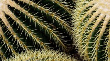 cuales son las plagas de cactus mas comunes