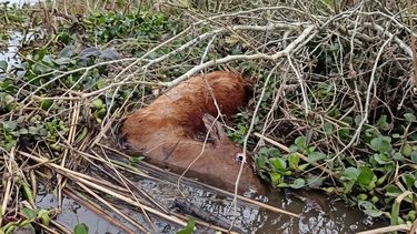 El ejemplar encontrado en las inmediaciones del Parque Nacional Ciervo de los Pantanos.