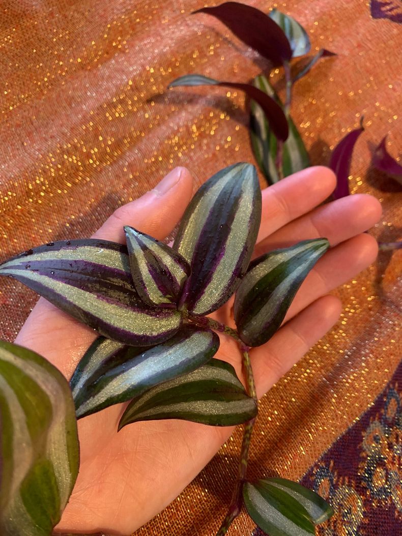 Cuidados básicos de la planta amor. (etsy.com)..jpg