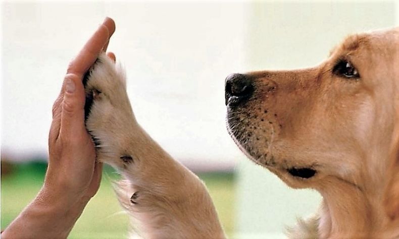 Hoy se celebra el Día del Animal. (vetmarketportal.com.ar)..jpg