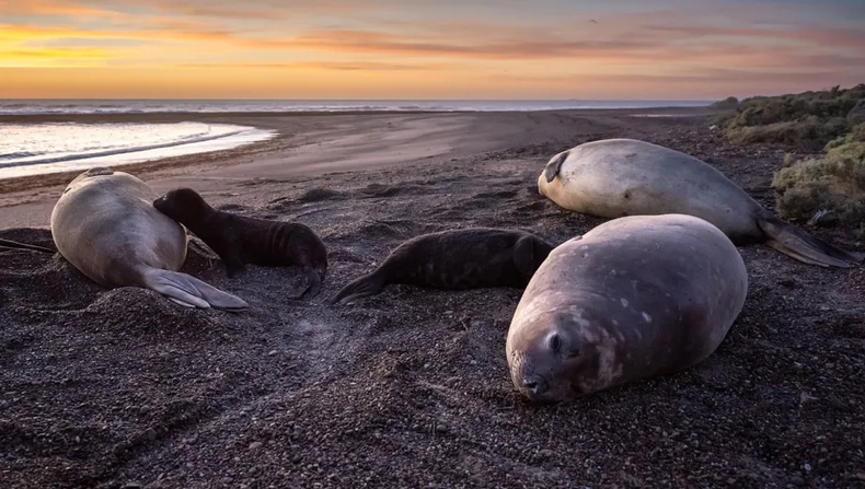 La única colonia de elefantes marinos está en peligro. (WCS Argentina).