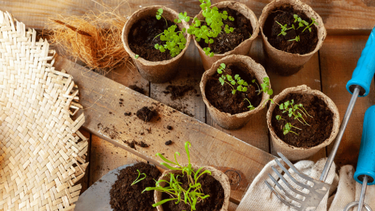 Los mayores errores en la jardinería ecológica