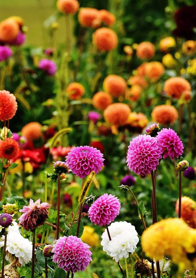 Dalia, flores de otoño. (Canva)..jpg