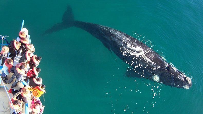 En primavera hay una gran variedad de fauna disponible para realizar avistajes. (Perfil)..jpg