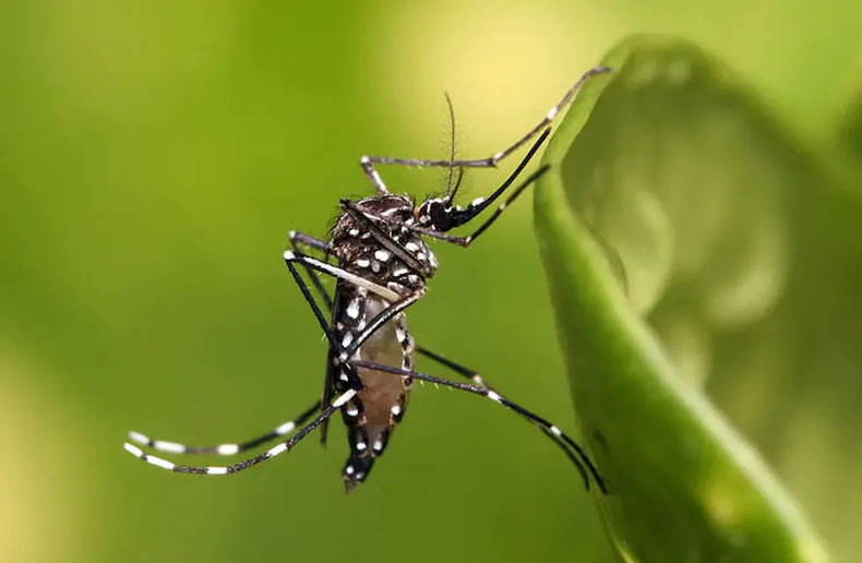 El periodo analizado en el Boletín Epidemiológico Nacional comprende entre julio de 2023 y marzo de este año y da detalles sobre los casos de Dengue en el país.