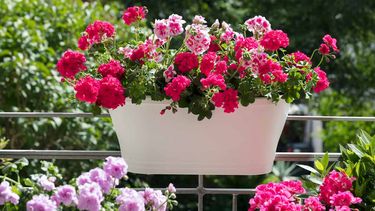 plantas resistentes al sol para decorar tu balcon o terraza