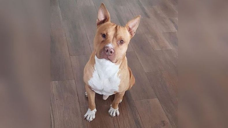 El día 9/6 se robaron a mi perro Tony de casa. Ofrecemos $50.000 de recompensa, sé que no es mucho pero son nuestros ahorros. Comunicarse al 113094-3475/ 115804-9850. Carla..