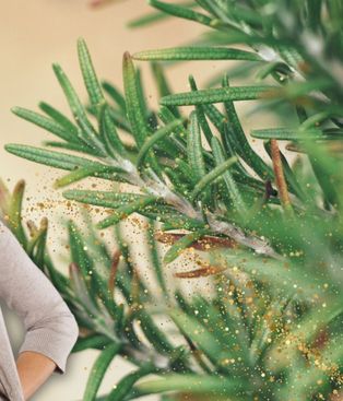 El poder del romero en Navidad El poder del romero en Navidad