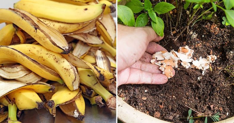 Cáscaras de banana y huevo para tus plantas. (danruilo.com)..jpg