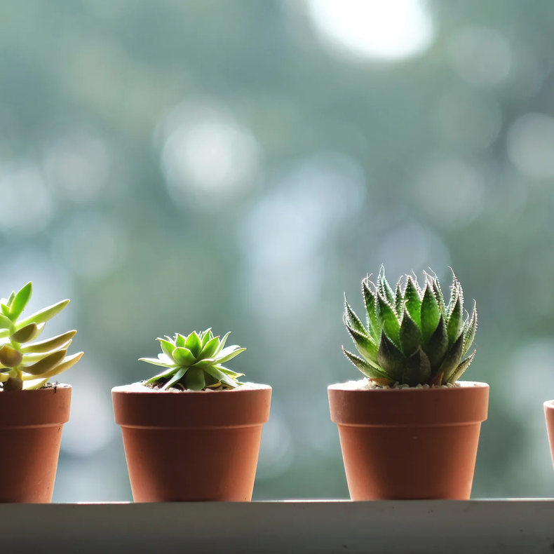 La crásulla, echeveria, aloe vera y cactus, son algunas de las plantas más populares según el Feng Shui. (Getty Images).webp