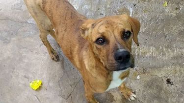 Niko, en adopción